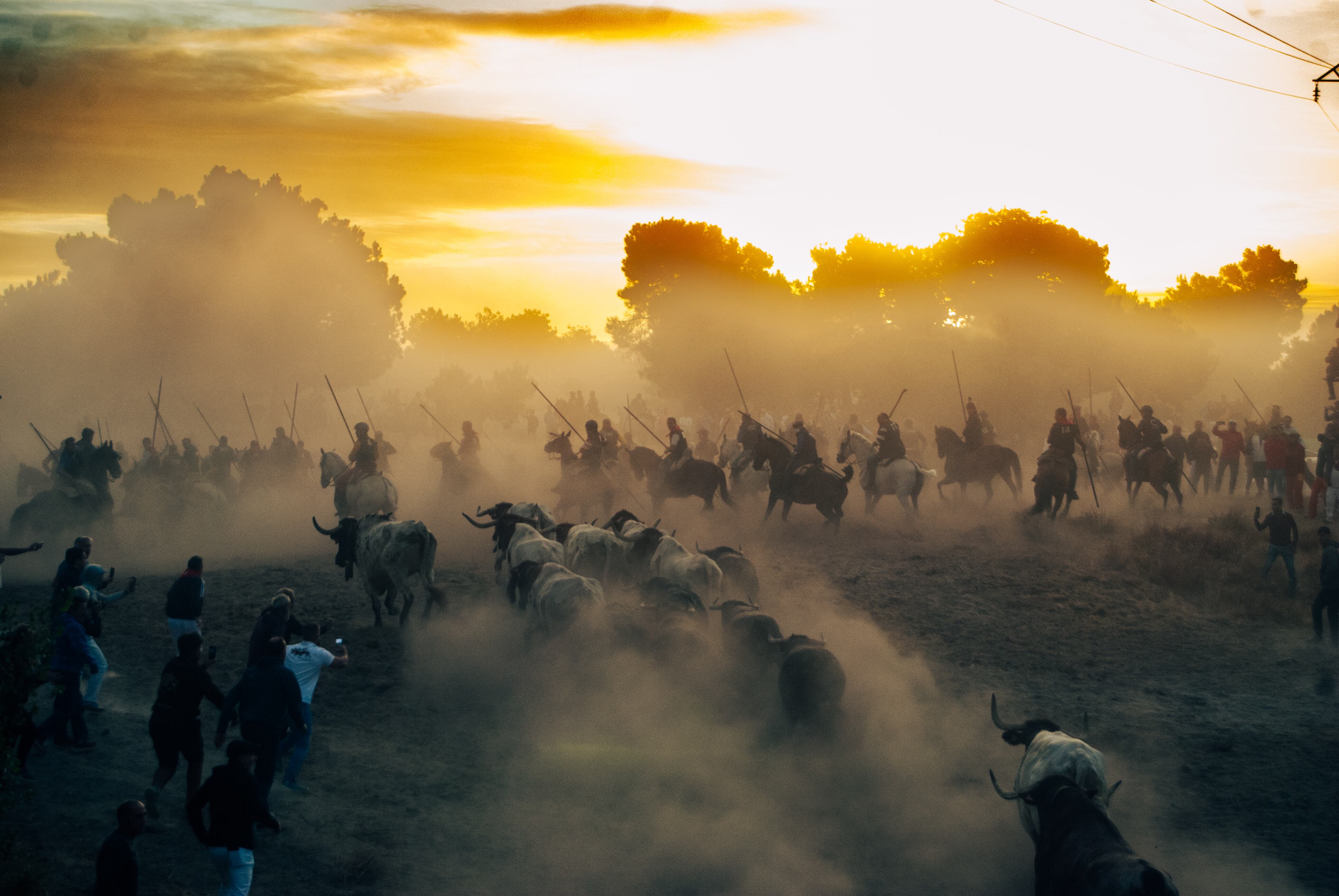 Los astados de Arauz de Robles salen de los corrales del rio Cega en el primer encierro de Cuéllar