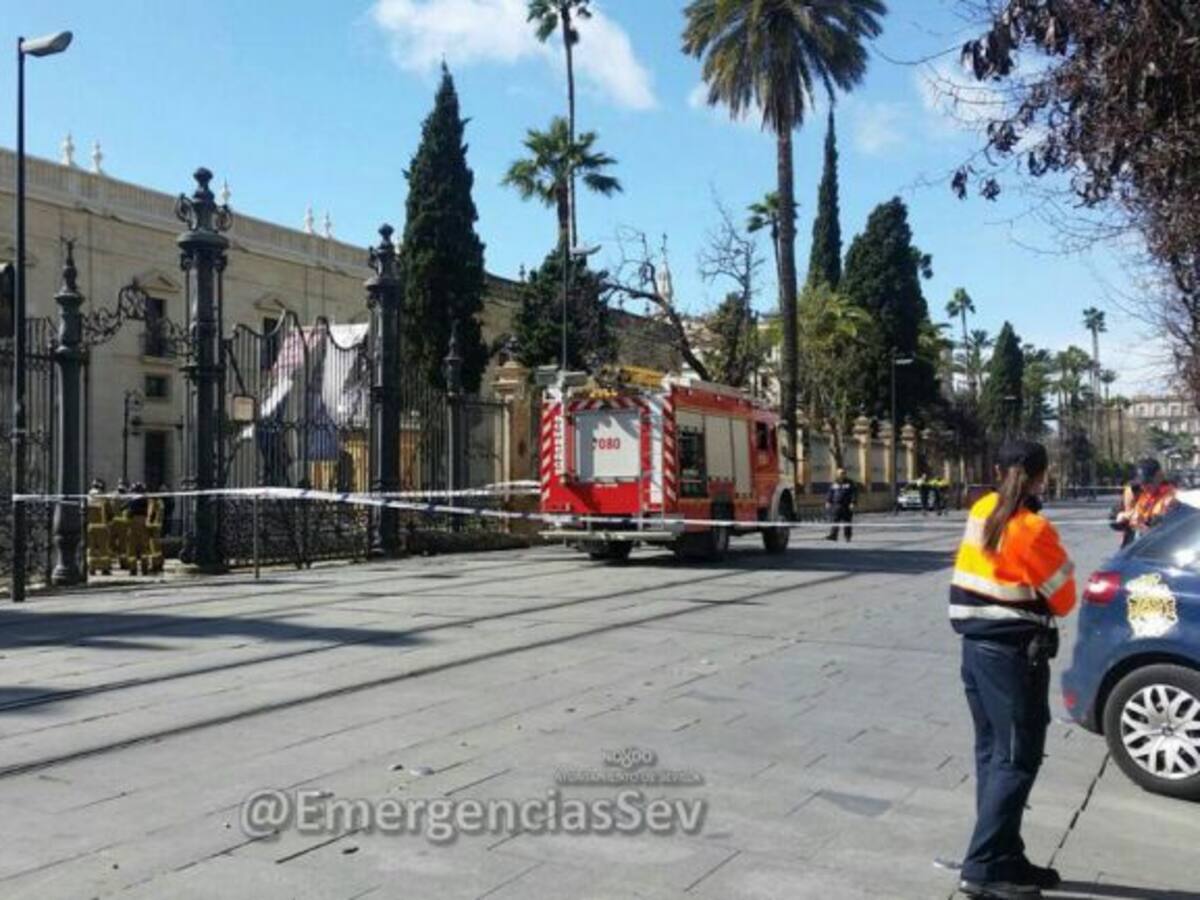 Herido un menor en un dedo al caerle en el pie una palmera en la calle San Fernando