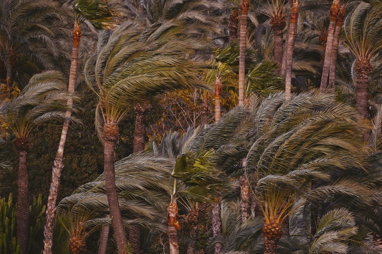El viento sacude los penachos de las palmeras de Elche