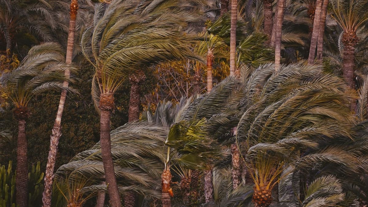 El viento activa las coberturas de seguros en Elche tras rachas de hasta 116 km/h