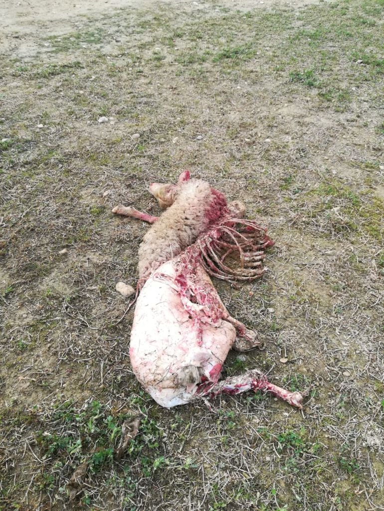 Imagen de una de las siete ovejas muertas tras el ataque