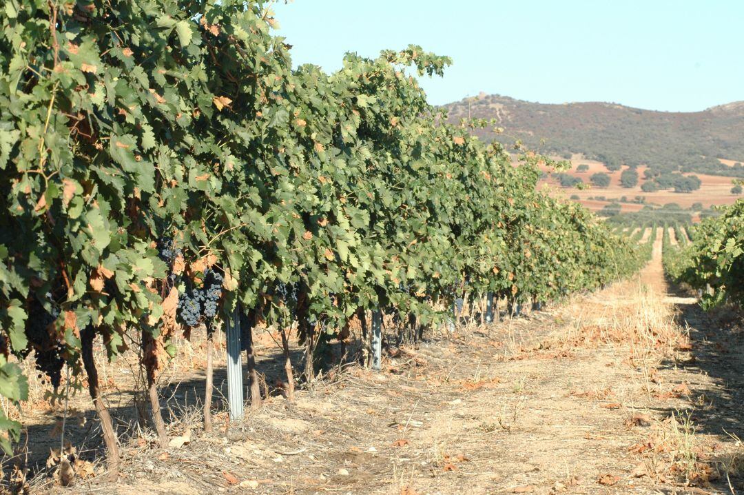 El Pago del Vicario Petit Verdot Rosado 2019 ha conseguido, de nuevo, estar en el podio de la Asociación Española de Periodistas y Escritores del Vino (AEPEV)