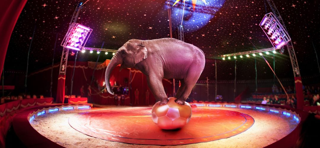 Elefante en un Circo