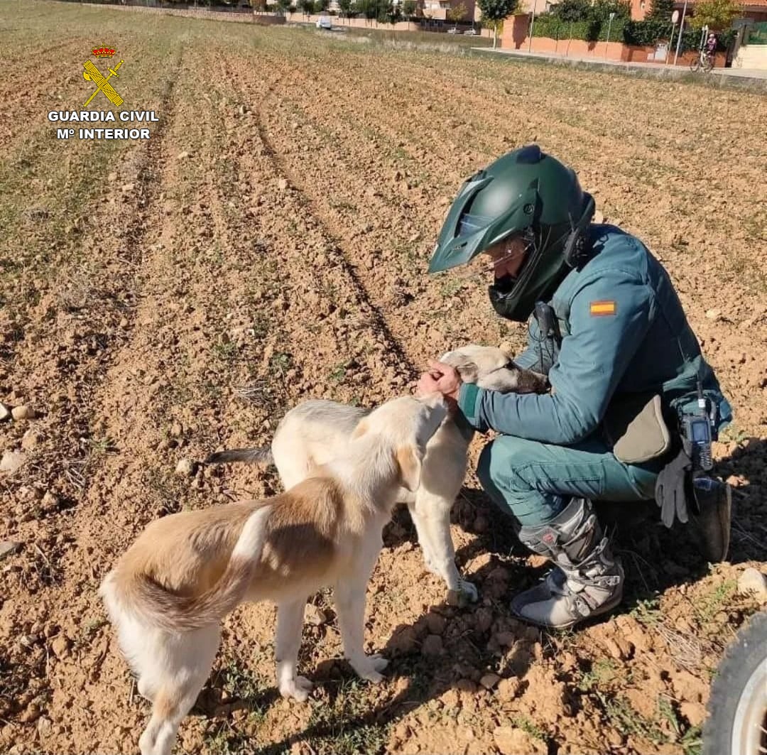 Agente del Seprona/foto archivo G. Civil