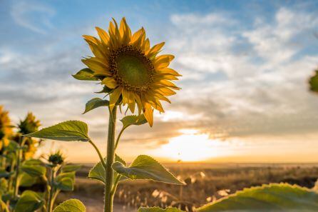 Producción de girasol