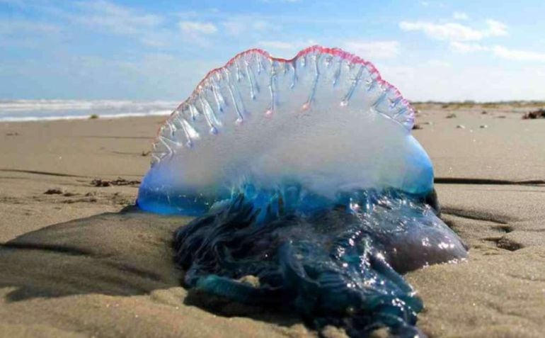 Estos animales ya se ven en la costa del archipiélago balear.