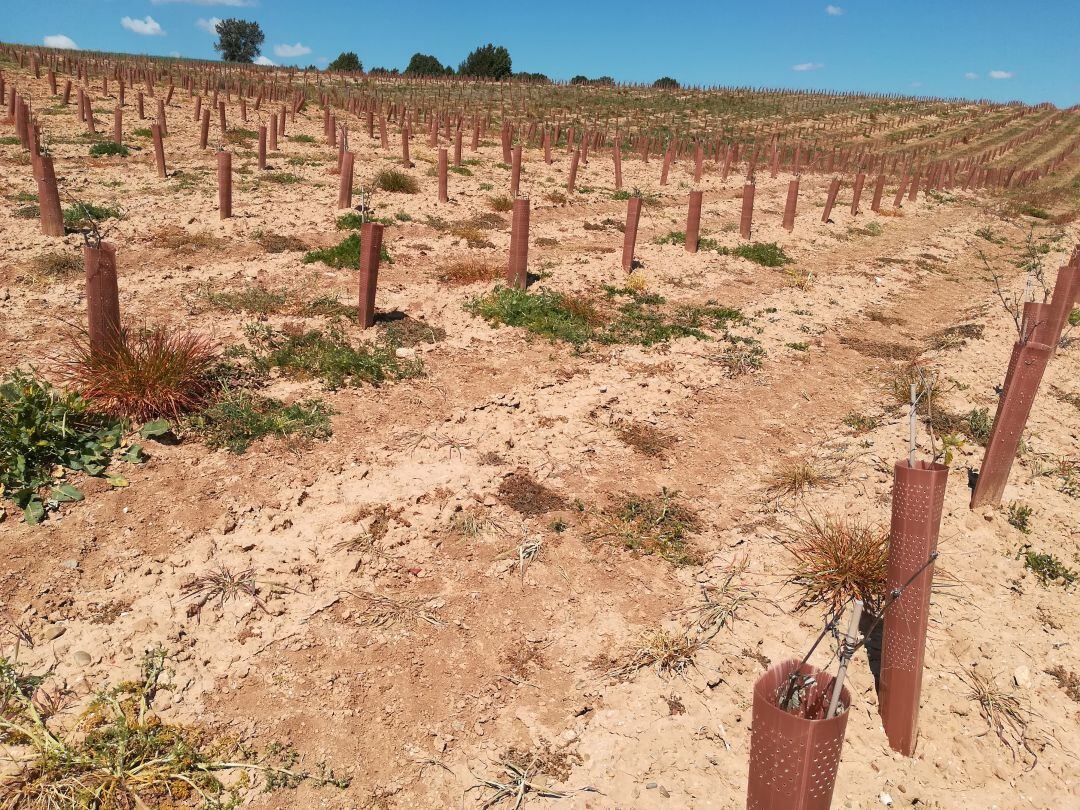 Viñedos de nueva plantación en Ribera del Duero