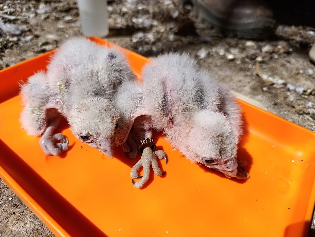 Cría de Halcones en el Zoo de Jerez