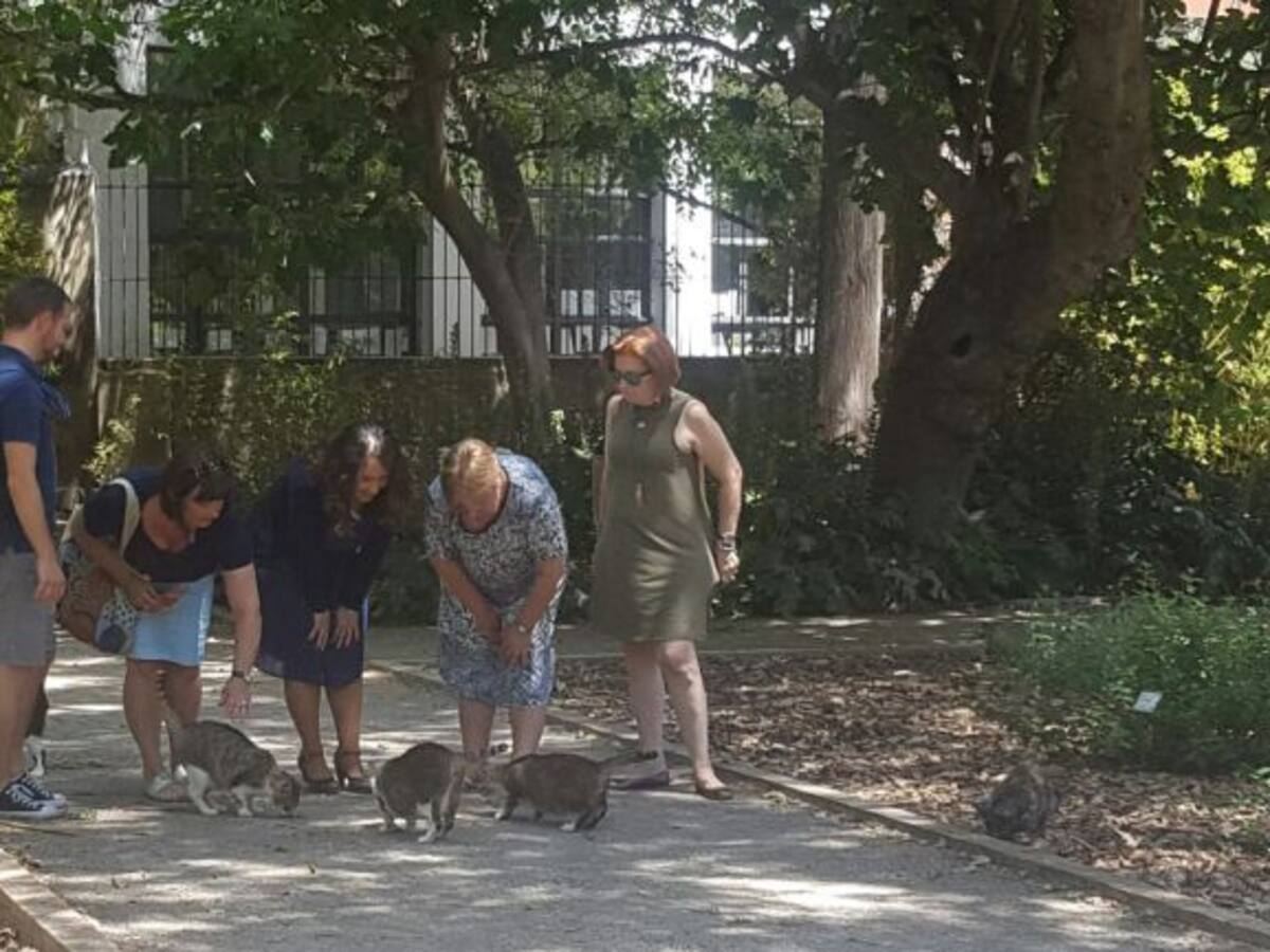 “Los gatos callejeros son beneficiosos para la ciudad”