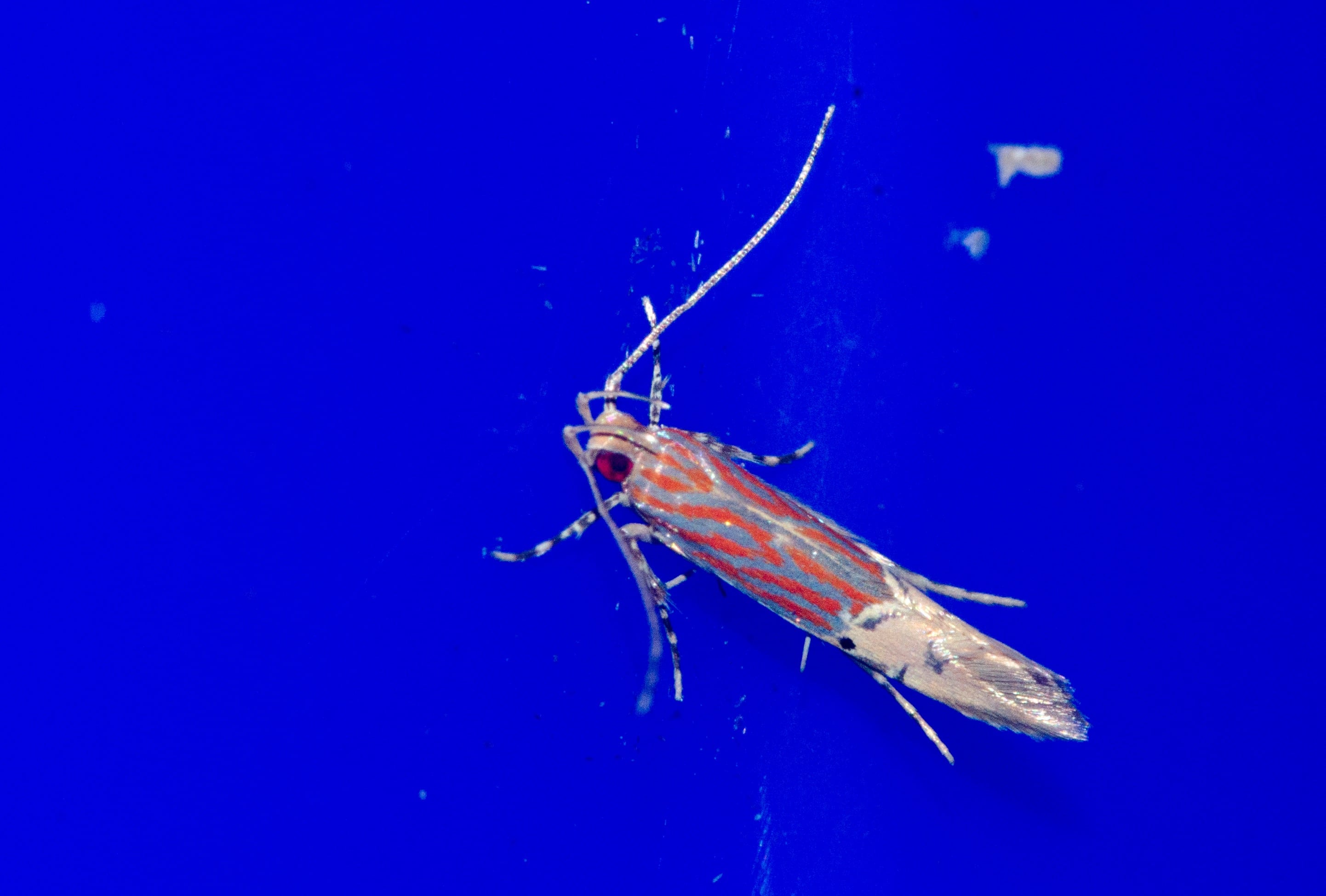 Mariposa nocturna identificada en la Charca de Suárez de Motril