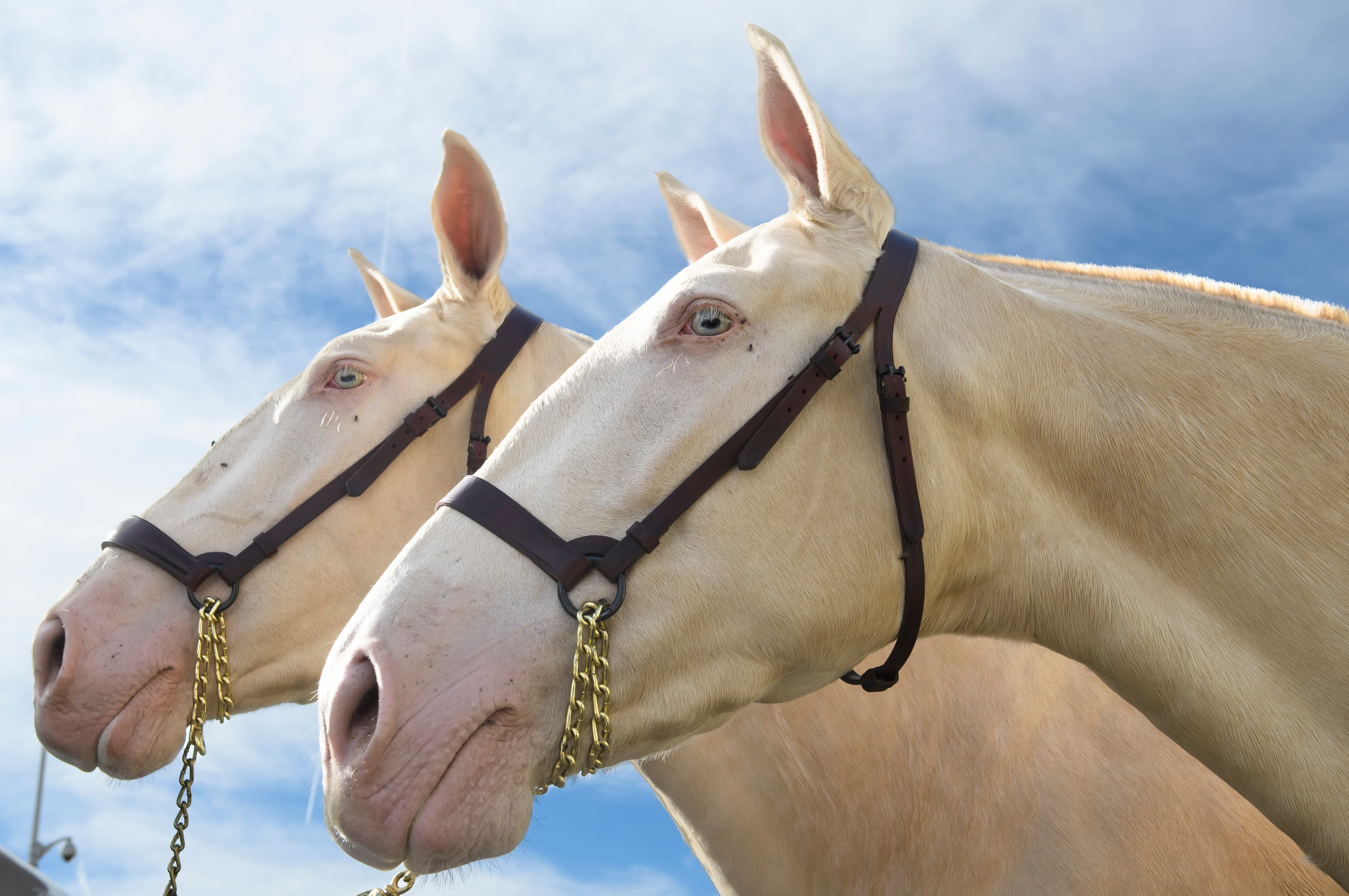 Dos ejemplares exhibidos durante la última jornada del XXXIII Salón Internacional de Caballo (Sicab), este domingo en Sevilla.