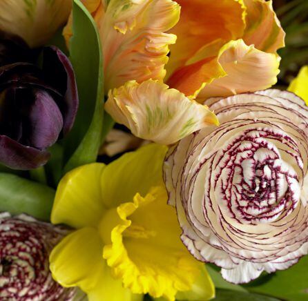 Tulipán negro, tulipán naranja, narciso amarillo y ranúnculo blanco y morado.
