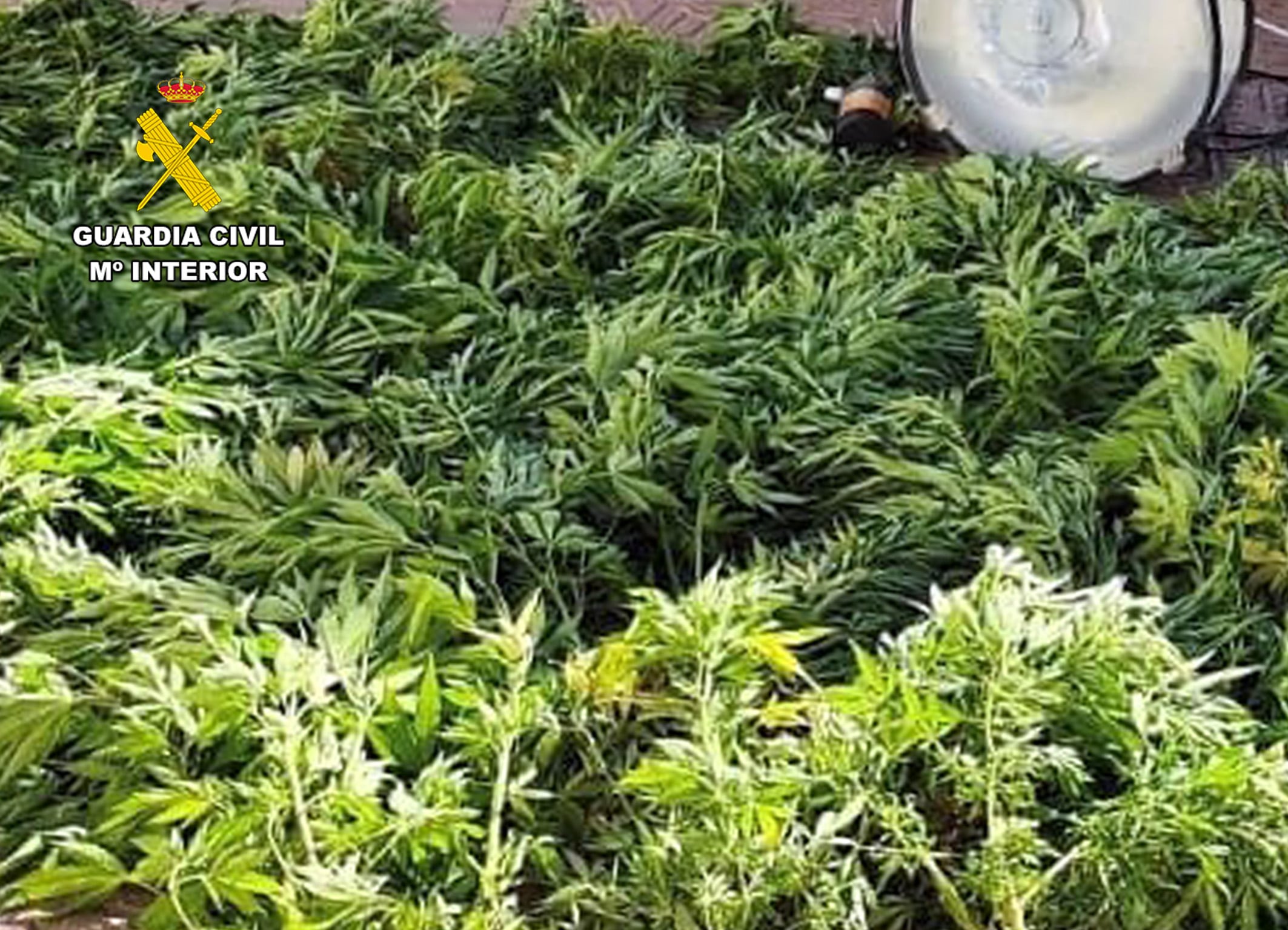 Desmantelan un cultivo de marihuana en Aledo