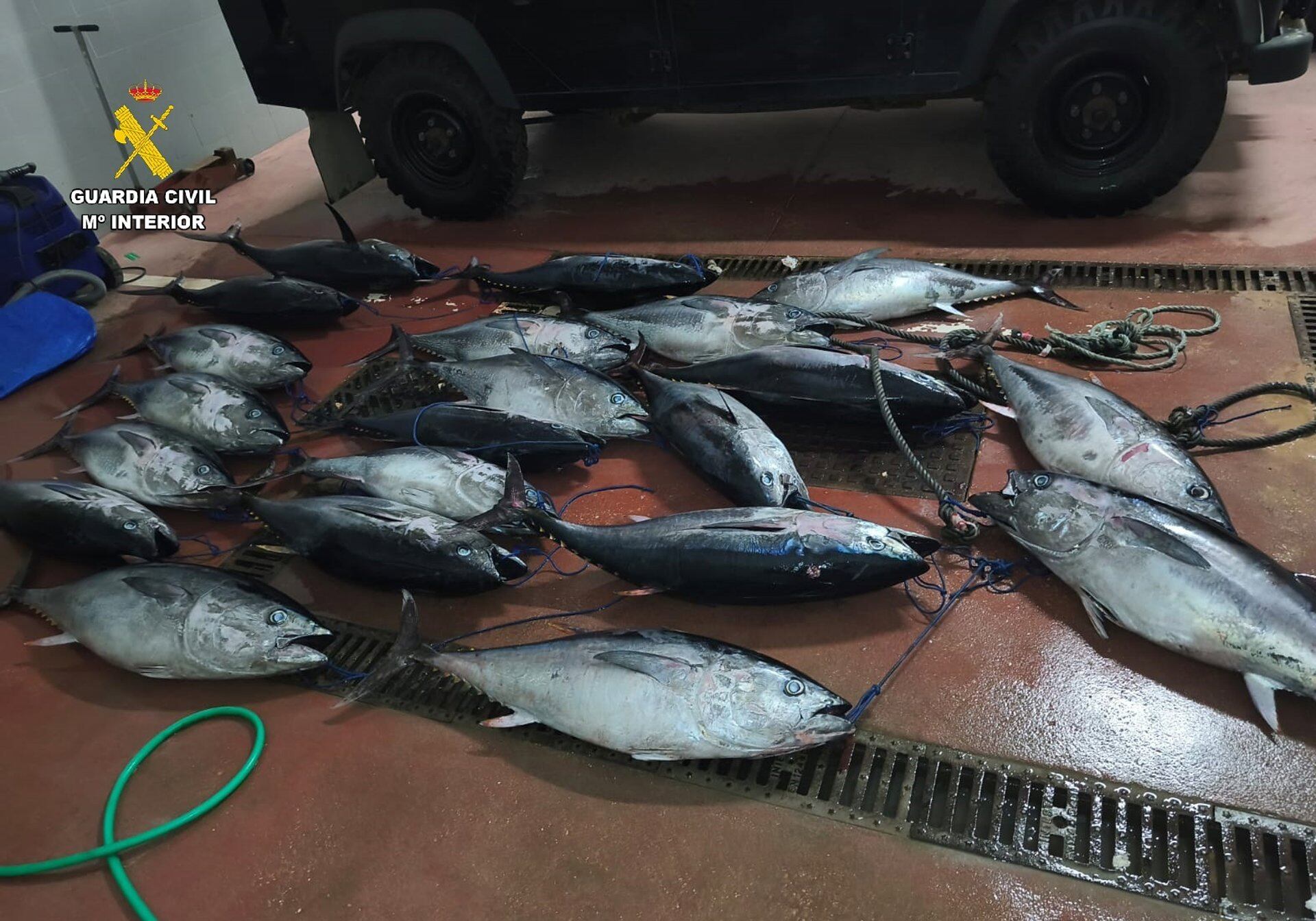 Ejemplares de atún capturados ilegalmente