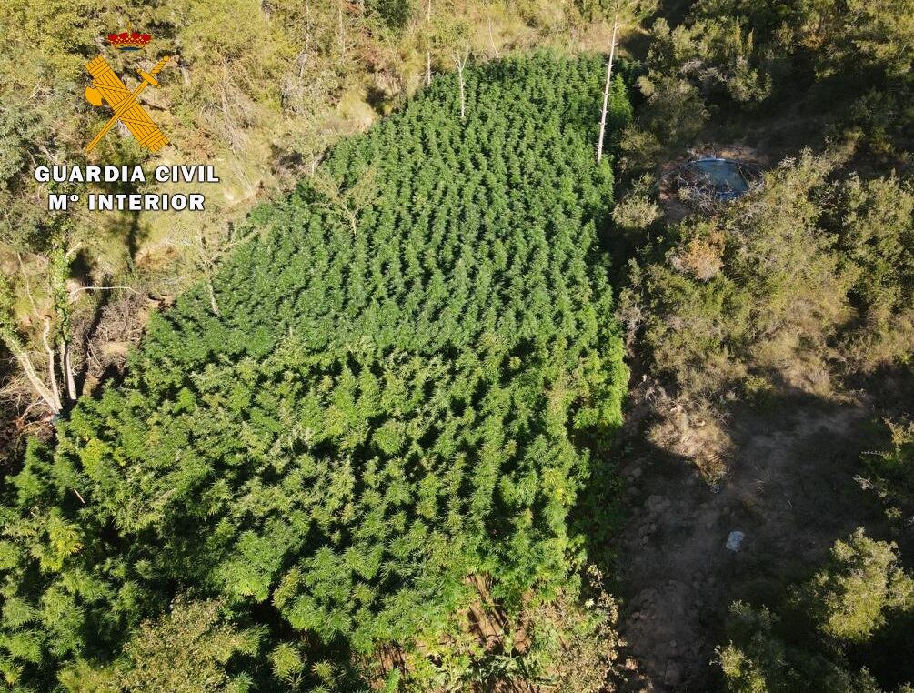 Plantación de marihuana en Labata