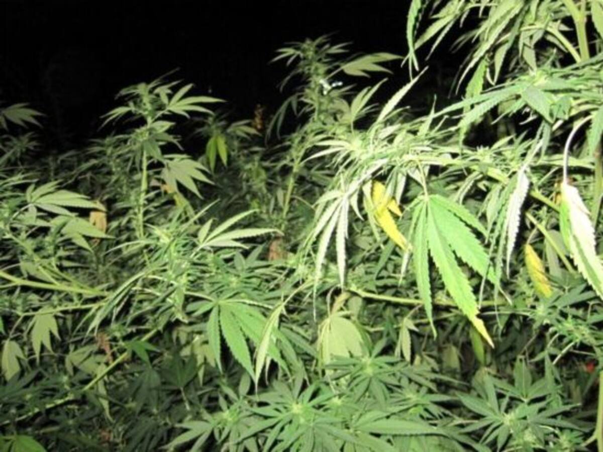 200 "clubes de cannabis" en Barcelona