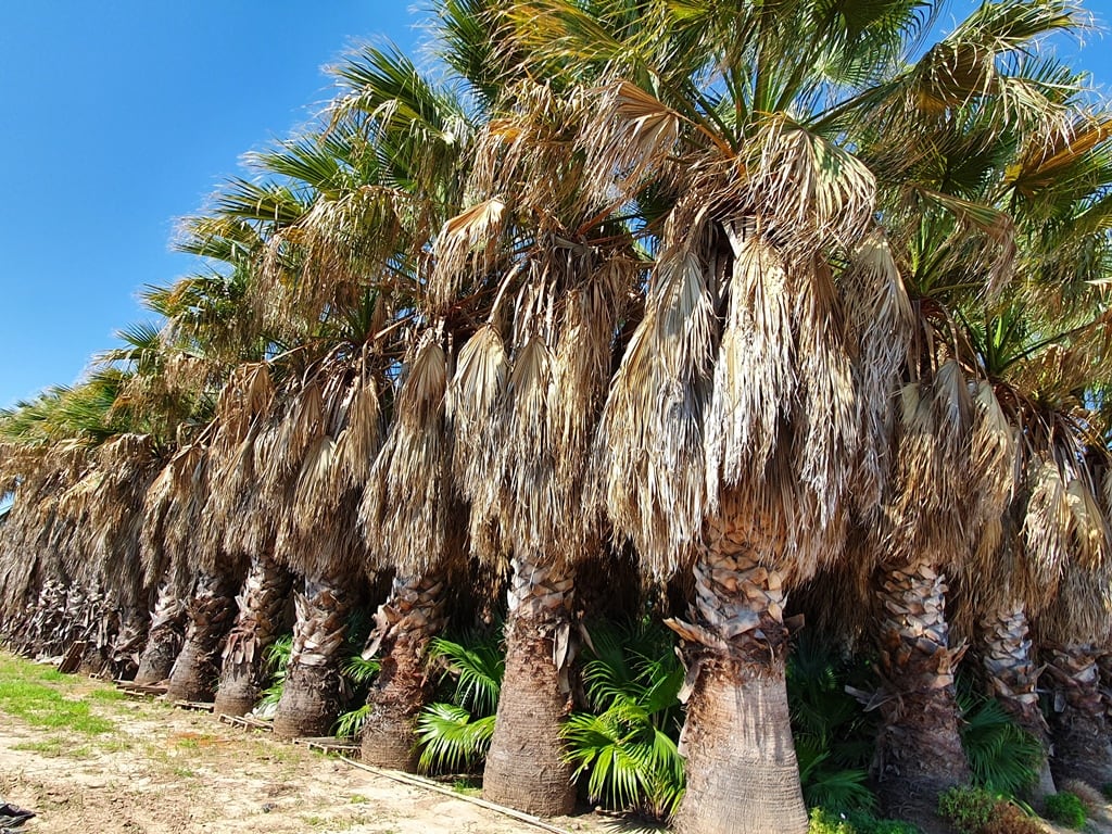 Palmeras washingtonias cuidadas con corrección y con capacidad de proporcionar sombra.