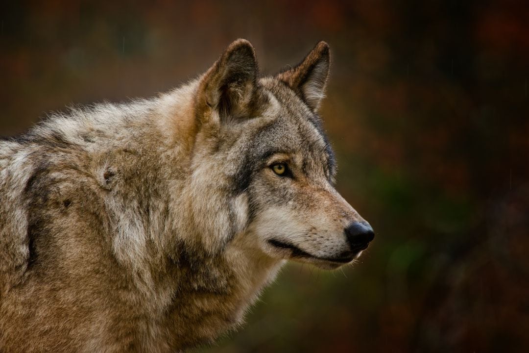 Fotografía de un lobo