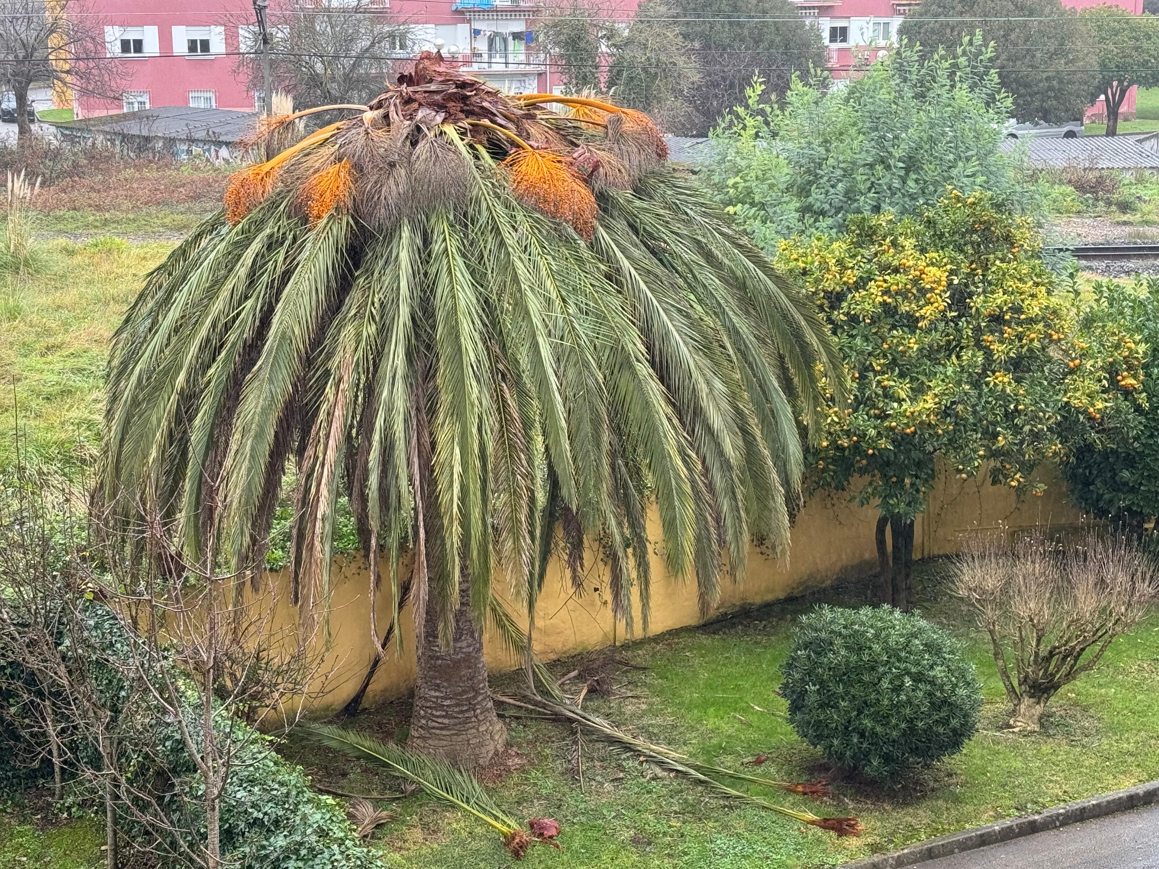 Palmera con picudo rojo en Cantabria.