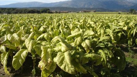 Campo de cultivo de la planta del tabaco.