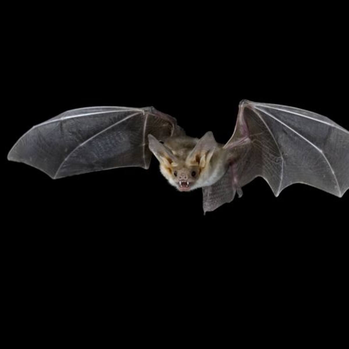 El Guardabosques: los murciélagos