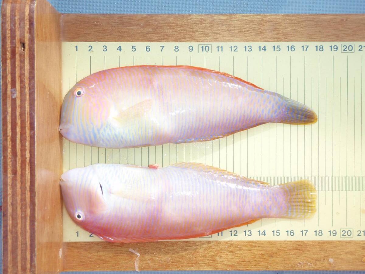 Se levanta la veda del raor en las islas