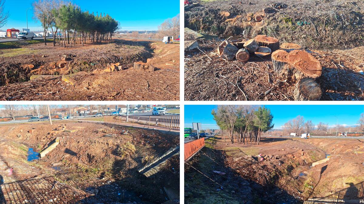Sergio Velasco, portavoz Vecinos por Algete, denuncia la tala masiva de árboles en la intersección de la M-100