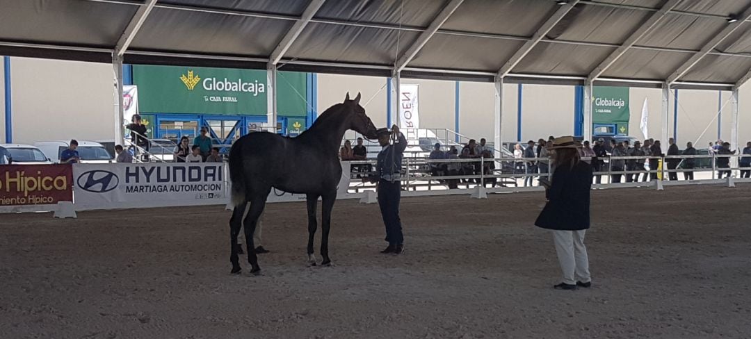 Imagen de unos de los certámenes del salón del caballo en Expovicaman