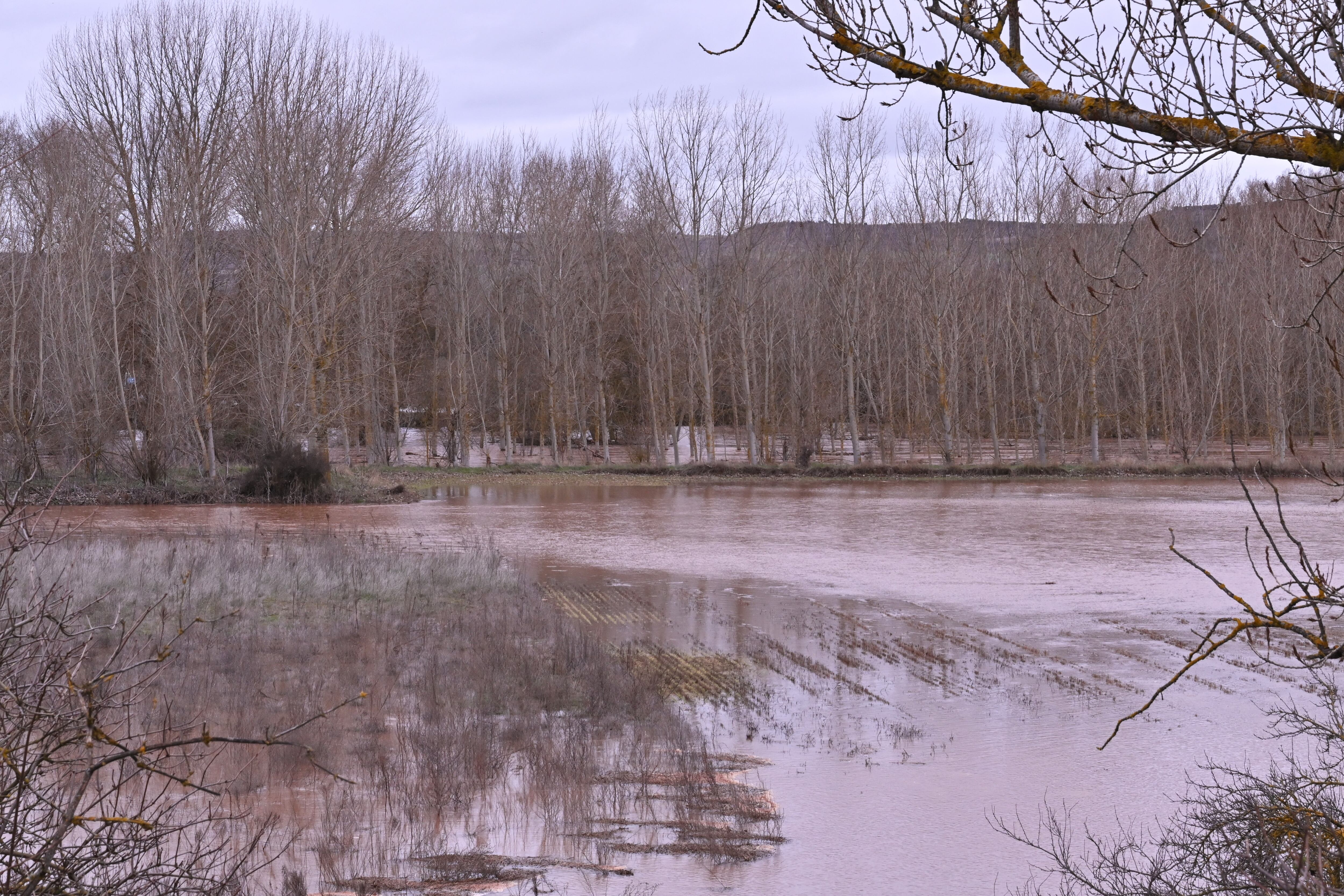 Imagen que presentaba hace unos días el río Arlanzón a la altura de la localidad palentina de Torquemada
