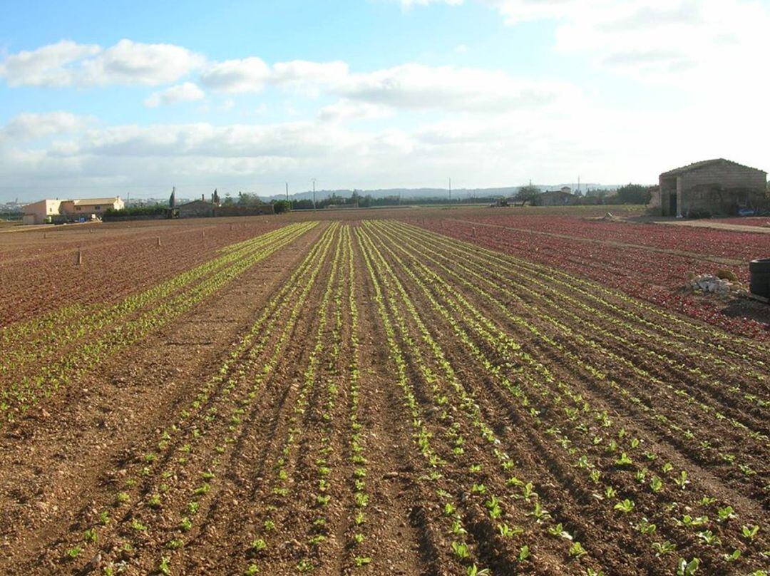 Unió de Pagesos ha puesto en marcha una bolsa de trabajo para conseguir mano de obra