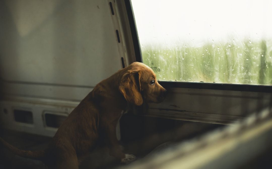 Un cachorro en el interior de un vehículo.