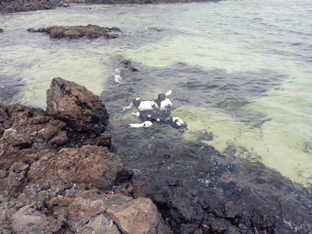 El cadáver de la vaca en el agua, en Órzola.