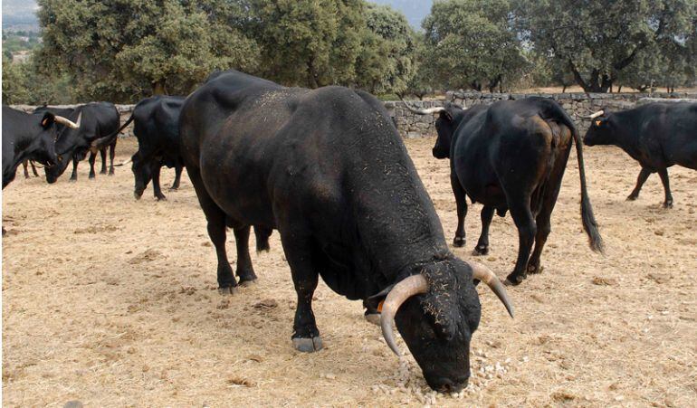 La &#039;Moncalvillo&#039; es una feria que apuesta por la cantera de toreros y las ganaderías de renombre