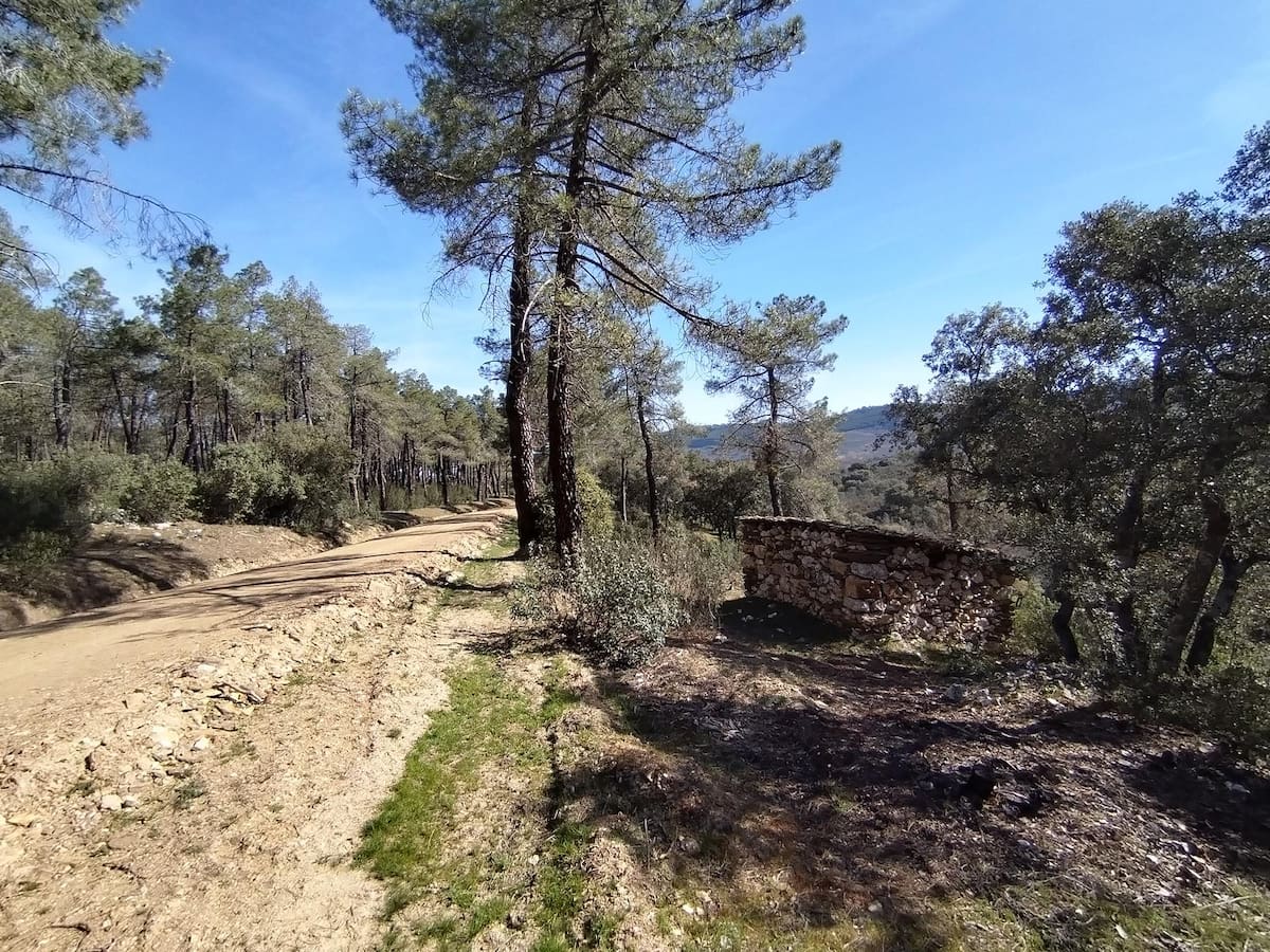 El Pinar de Casasola, un tesoro escondido en la Sierra Norte