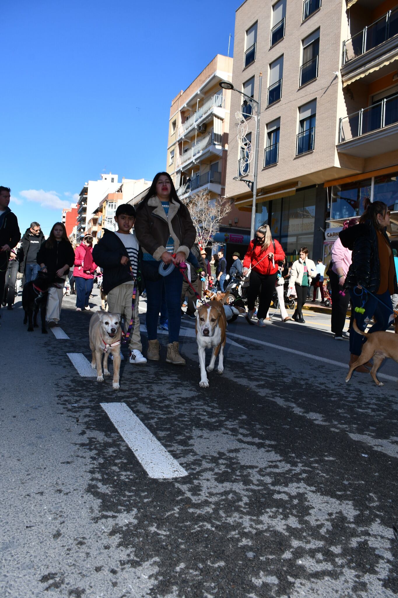 Desfile y bendición animales San Antón Villena