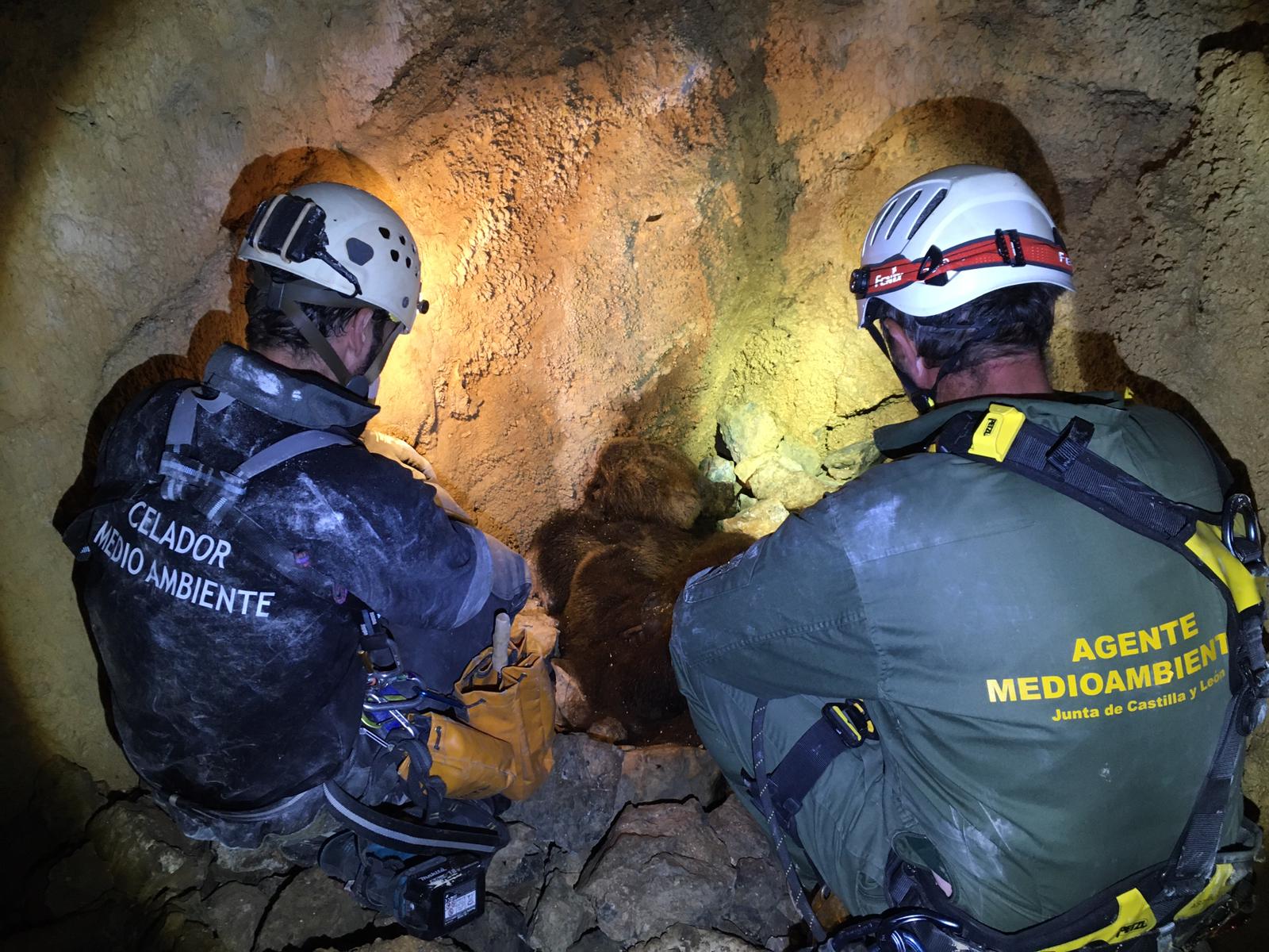 Personal de la Junta durante los trabajos de localización de la osa en la Montaña Palentina