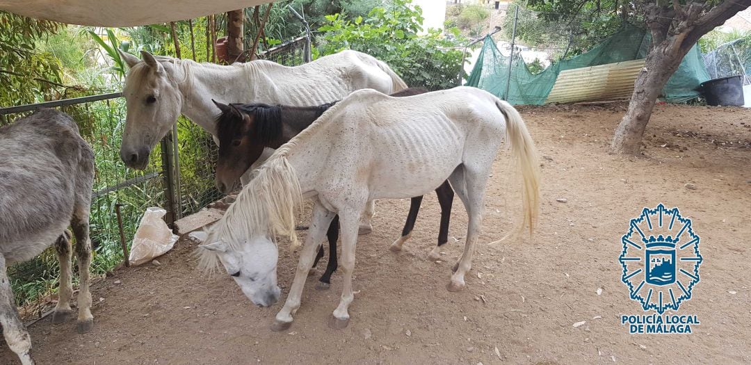 Estado en el que se encontraban los animales en la cuadra en la barriada de Las Virreinas