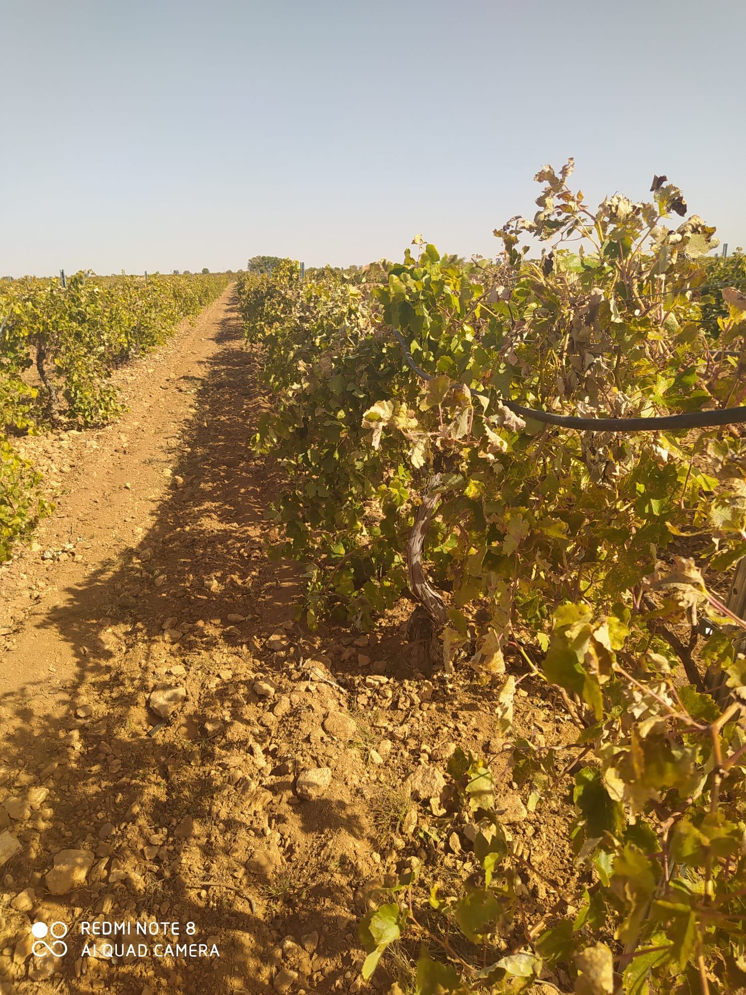 Las olas de calor están afectando al ciclo vegetativo de las viñas