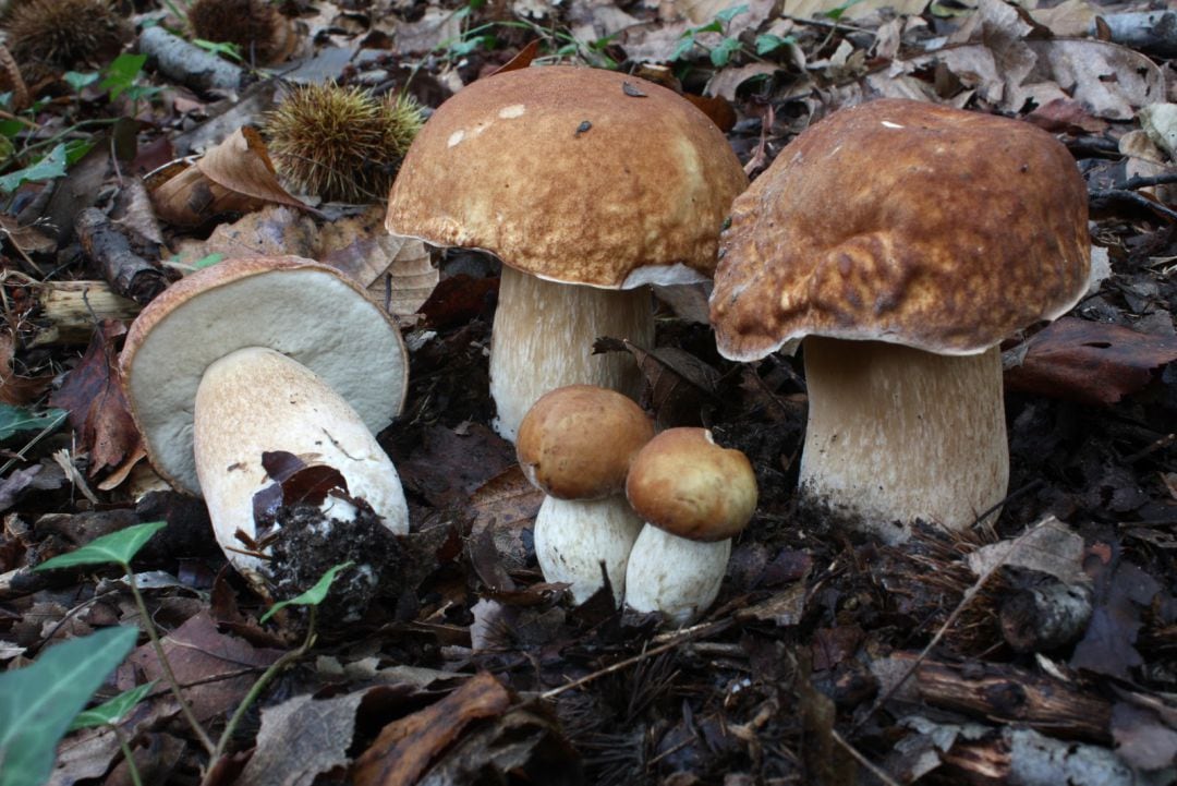 Boletus