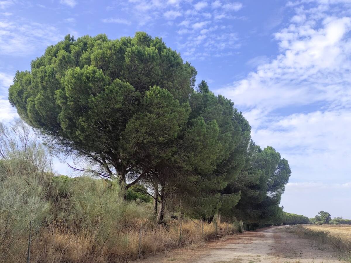 Hoy paseamos por los Llanos de la Catalana junto a Estella del Marqués