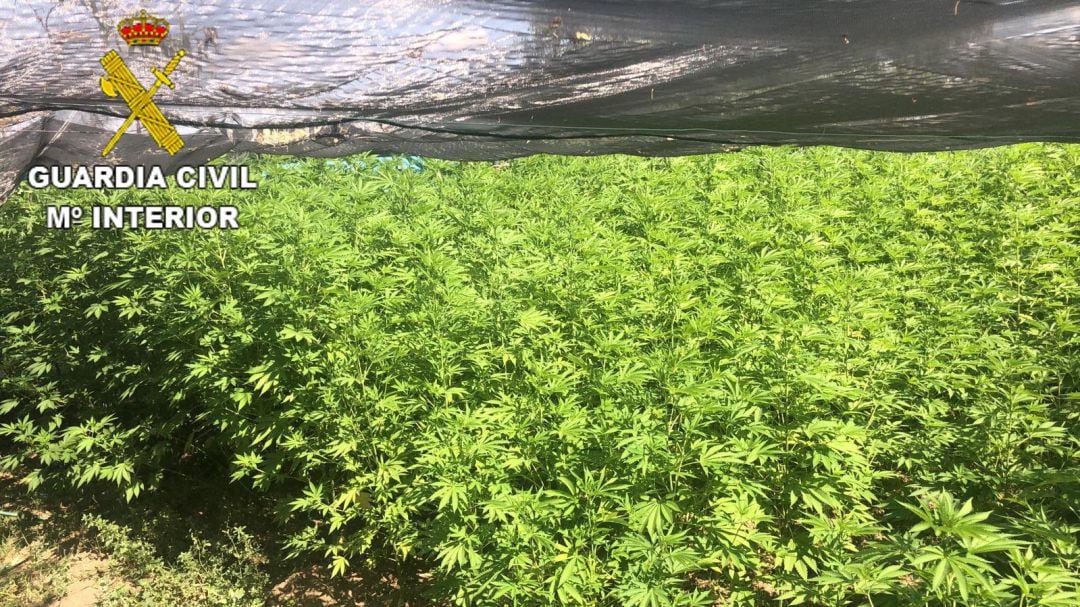 Detenidas tres personas por el cultivo de 510 plantas de marihuana en Oropesa