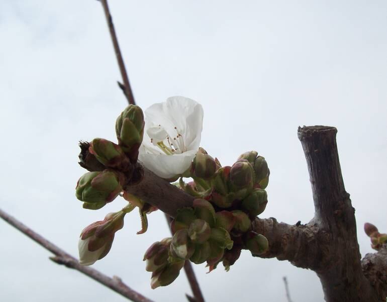 Las primeras flores de los cerezos comienzan a brotar aunque los &quot;botones&quot; están bastante hinchados