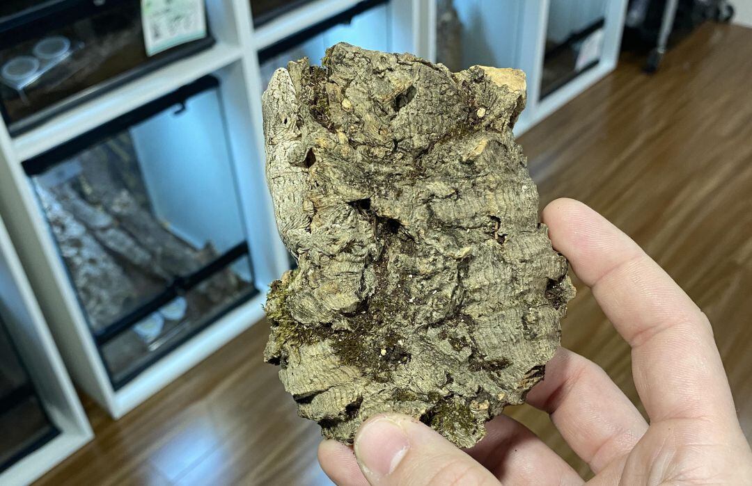 ¿Puedes encontrar al animal escondido en la imagen?