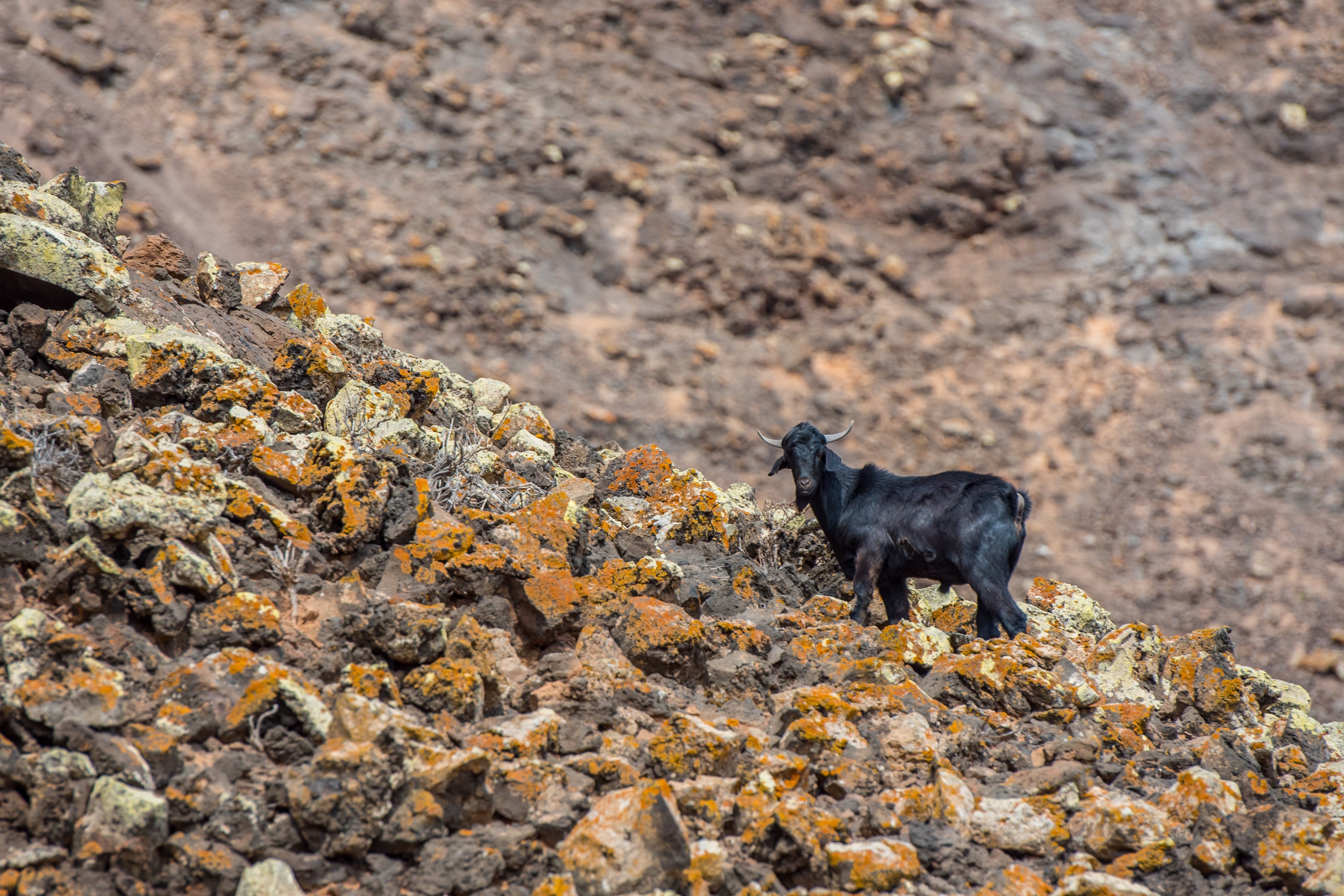 Typical Fuerteventura goats on the Fuerteventura Nature Trail GR 131 from Corralejo to Morro Jable in summer 2020.