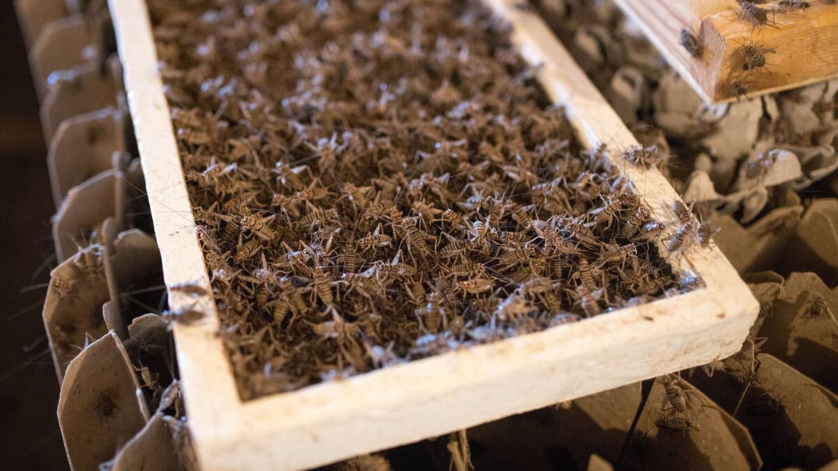 "Somos muy interesantes para el medioambiente": la ganadería de insectos es cada vez más común en España