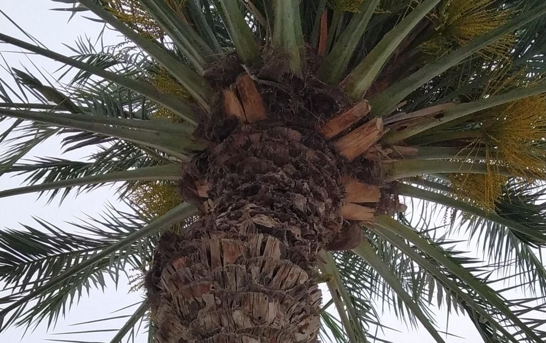 El loro está oculto en la fotografía.