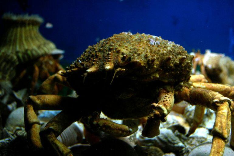 Desde el sábado 2 de julio se prohibe la captura del centollo y del buey de mar en A Coruña y Lugo