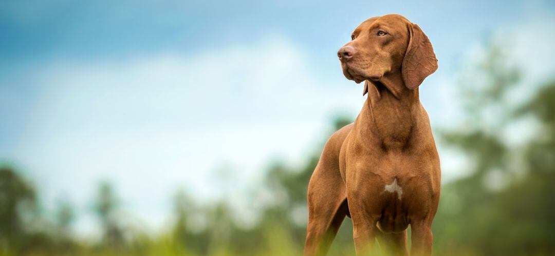 La historia de Galleta ejemplifica las cualidades de olfato, orientación y determinación de los perros