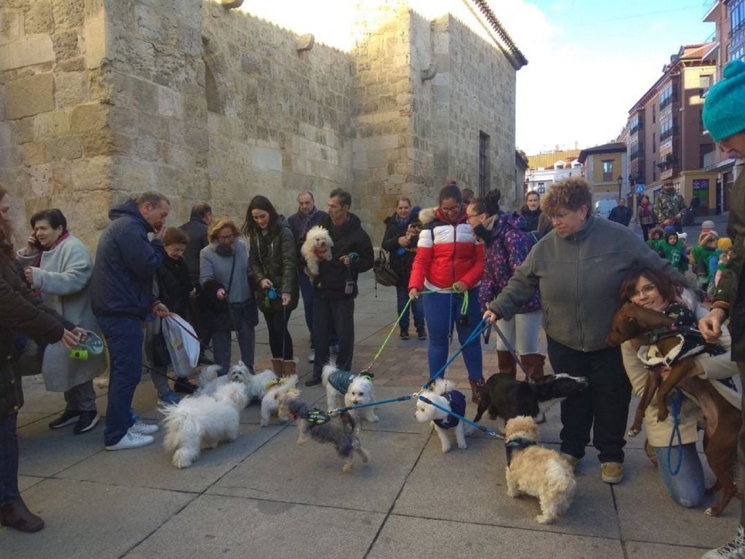 Tradicional estampa de la bendición de los animales en San Antón, el 17 de enero