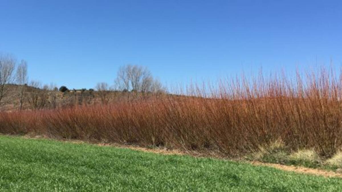 El mimbre en Villaconejos de Trabaque: del esplendor económico al cultivo testimonial